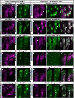 Molecular insights into the axon guidance molecules Sidestep and Beaten path